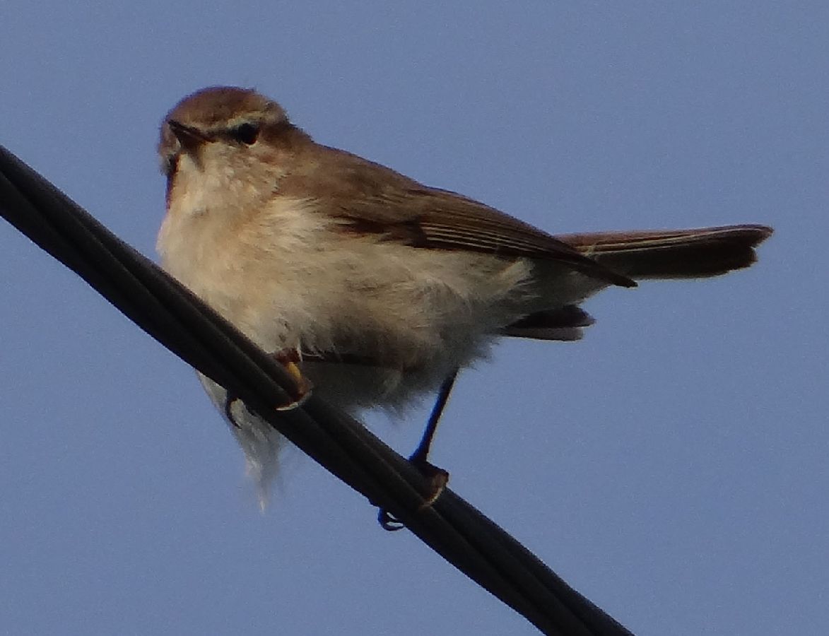 Phylloscopus sindianus lorenzii (T.Lorenz, 1887)